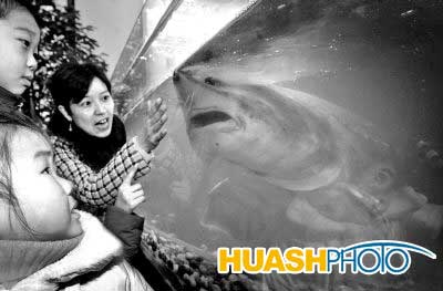環保食品最搶手　千斤鱘魚成明星(圖)
