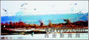 鳥兒們樂在西安安家(圖)