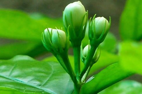 中老年女性可常吃茉莉花的美容減肥食譜
