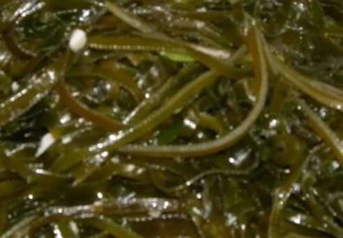 常吃8種菜可預防8種癌癥疾病
