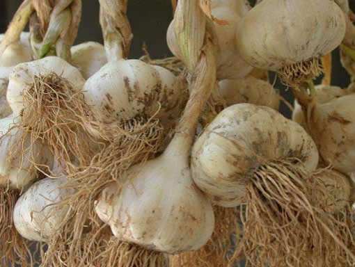 常吃8種菜可預防8種癌癥疾病