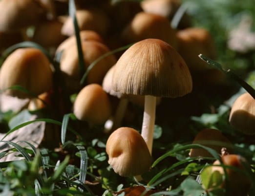 常吃8種菜可預防8種癌癥疾病