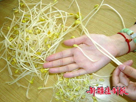 烏魯木齊現“化工”豆芽每根長超過15厘米