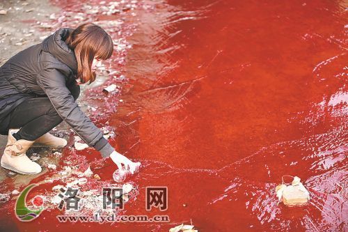 記者在華山路澗河橋下采集河水水樣。 