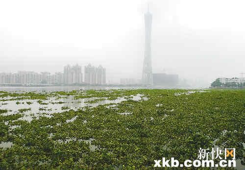 被忽視的環保：小心物種入侵