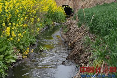白云紙業的污水從郭莊村附近流入奎旺河支流中，污水溝兩邊是油菜與小麥。 