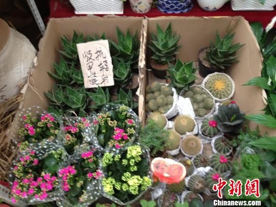 民眾環保意識增強西安吸收甲醛植物熱銷