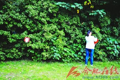 安大環保協會在明珠廣場宣傳保護桂花樹（圖）