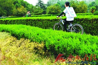 安大環保協會在明珠廣場宣傳保護桂花樹（圖）
