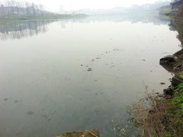 排污口附近水面的漂浮物