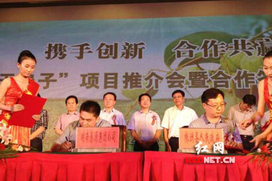 無患子生物能源林綜合開發基地落戶株洲縣投資2.8億