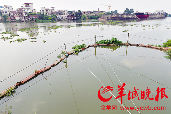 橫渡珠江活動前夕環保局“試水”稱體感良好