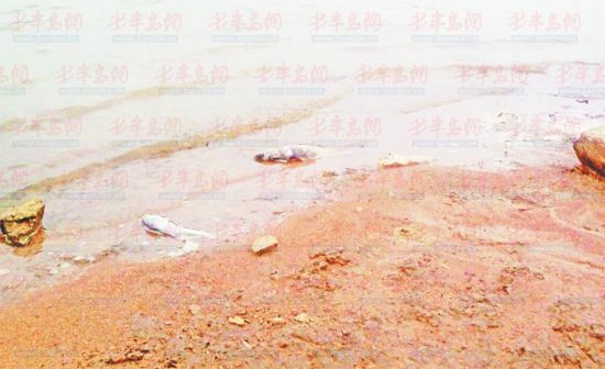 嶗山水庫頻現死魚環保局提醒水源地不宜放生