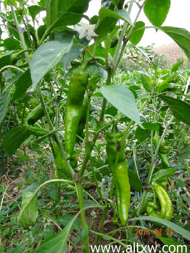 布爾津“綠色小莊園”環保又致富