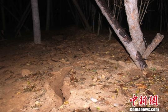 在青島市黃島區秦皇島路北側靠近青島麗東化工有限公司的綠化帶，距爆燃事故中心點20余米的地面出現了長達十余米的裂縫，最寬處達10余厘米。圖為爆炸造成的裂縫。 黃品璇 攝