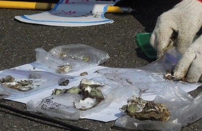 臺環保團體持“綠牡蠣”批江：說一套做一套（圖）