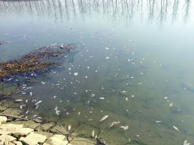 秦淮河源頭死魚疑因句容企業排污句容市環保局否認