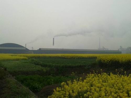 什邡萬緣村油菜大面積開白花疑受化工廠污染所致