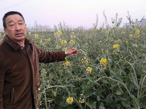 什邡萬緣村油菜大面積開白花疑受化工廠污染所致