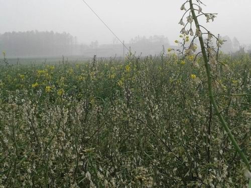 什邡萬緣村油菜大面積開白花疑受化工廠污染所致